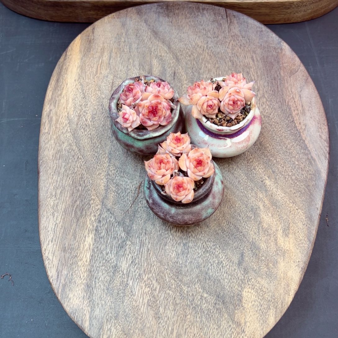 夜莺4头量拍—哈哈哈哈哈哈