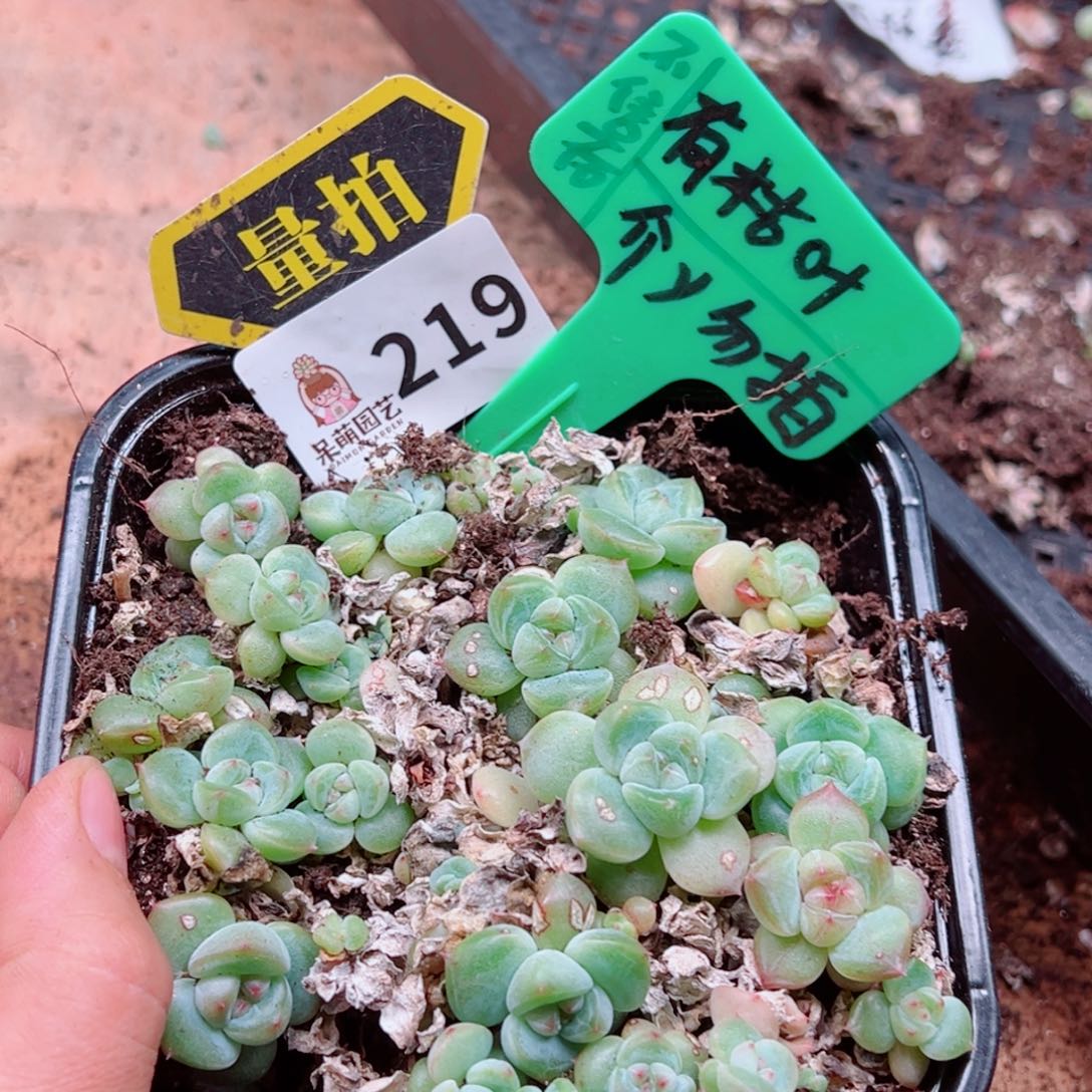 多肉植物多肉植物