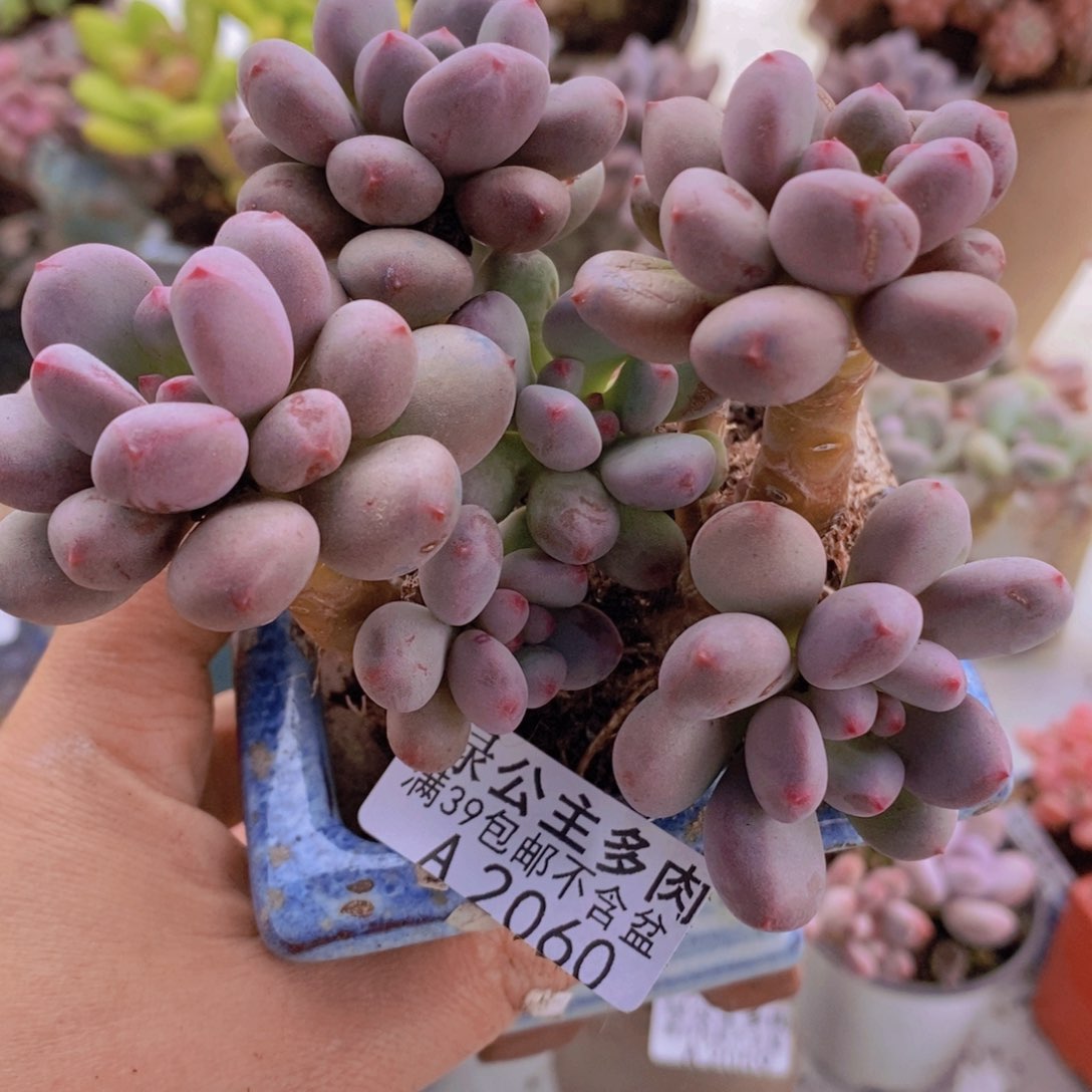 仙子奶10cm2060多肉植物
