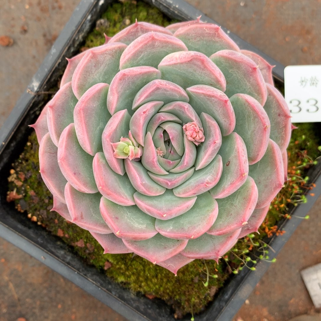 3325杂交多肉植物