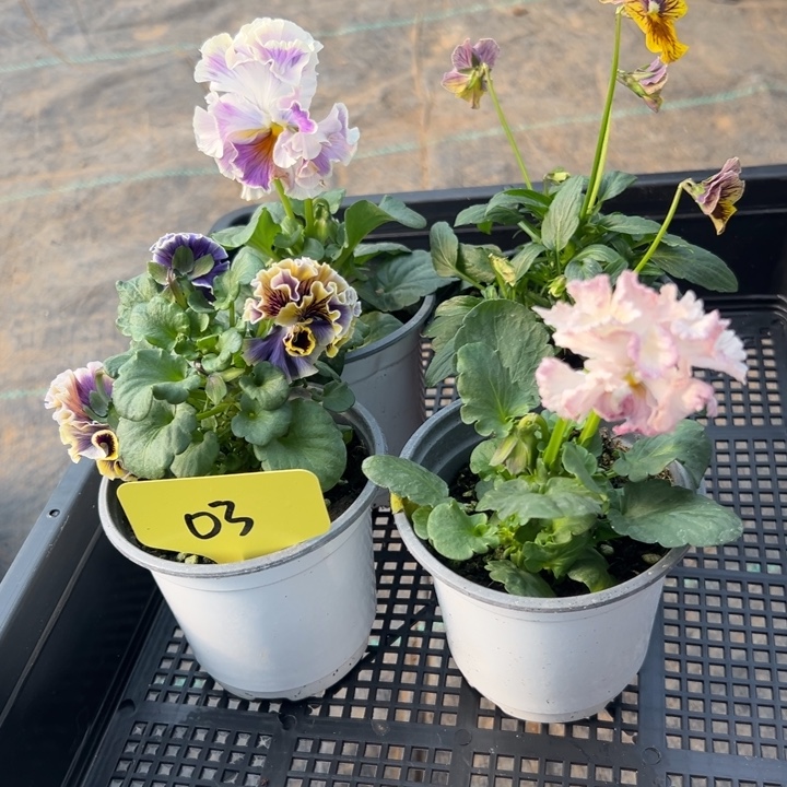 当前无花朵，栽培后可花朵角瑾03无售后