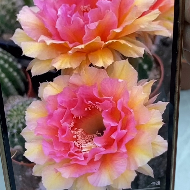 彩草42号带根6公分左右