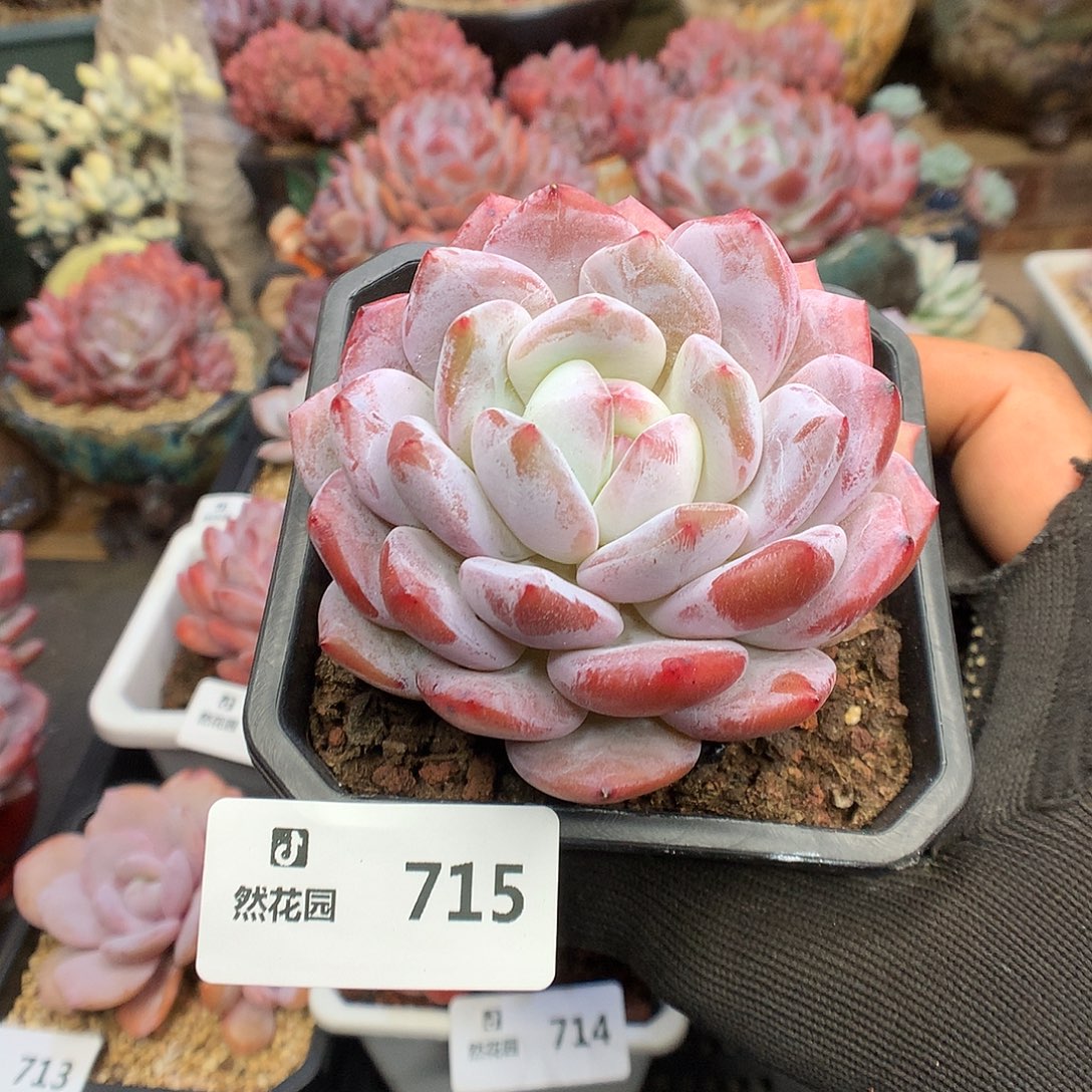 715钻石橙多肉植物66666