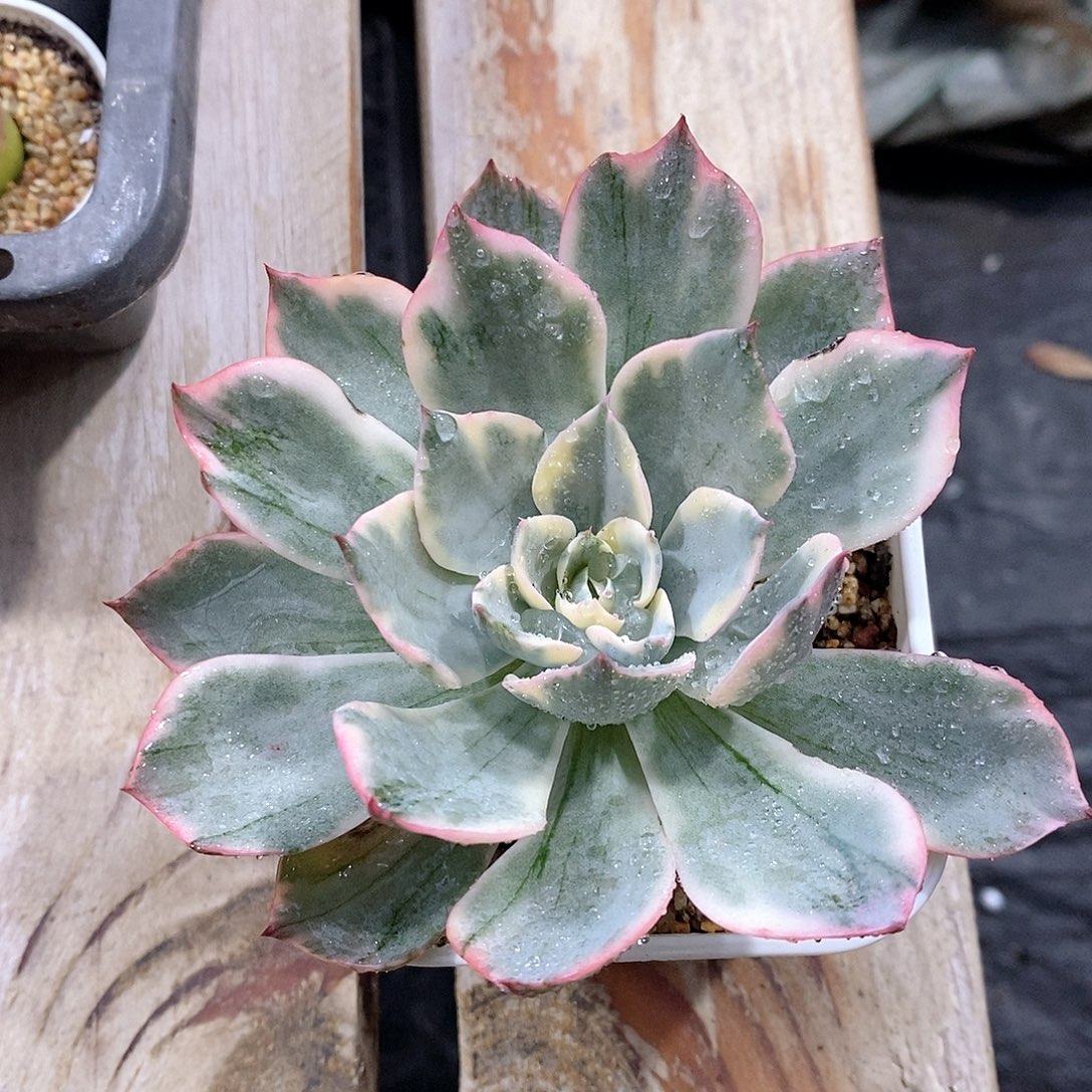 阿美星锦多肉植物老桩