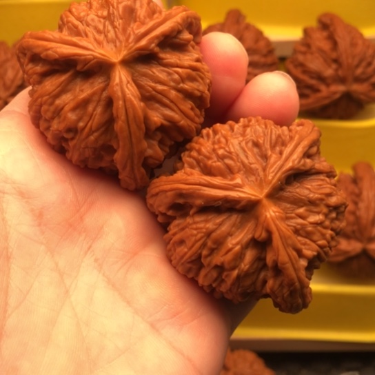 游***公核桃核桃核桃核桃核桃