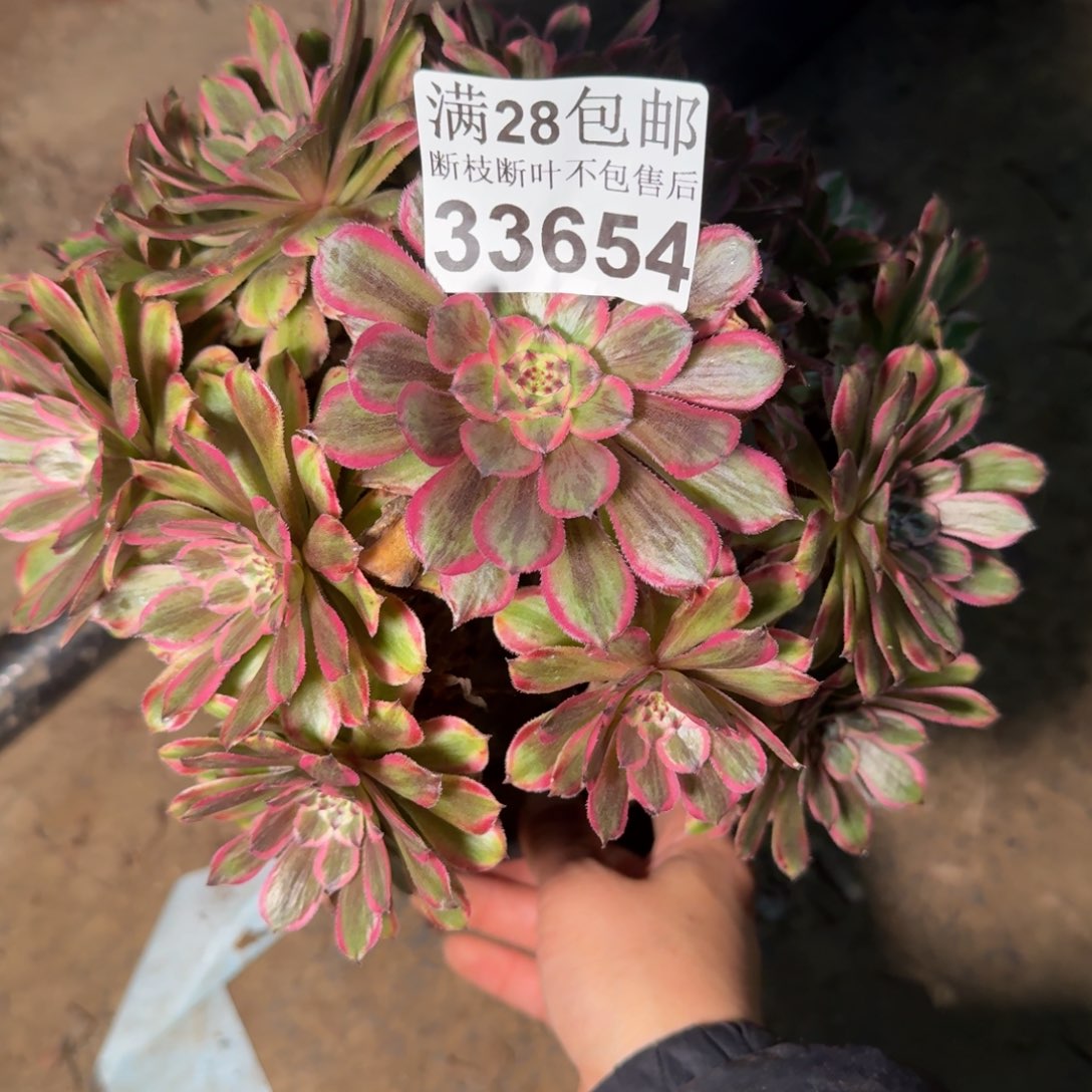 33654粉钻不包断枝多肉