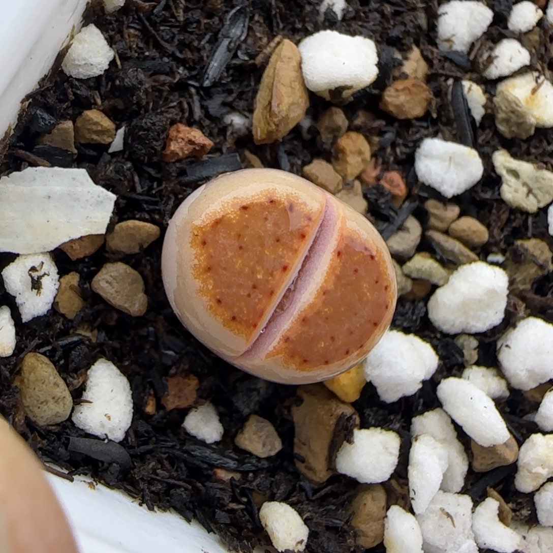 465饼干开播福利一颗30包邮