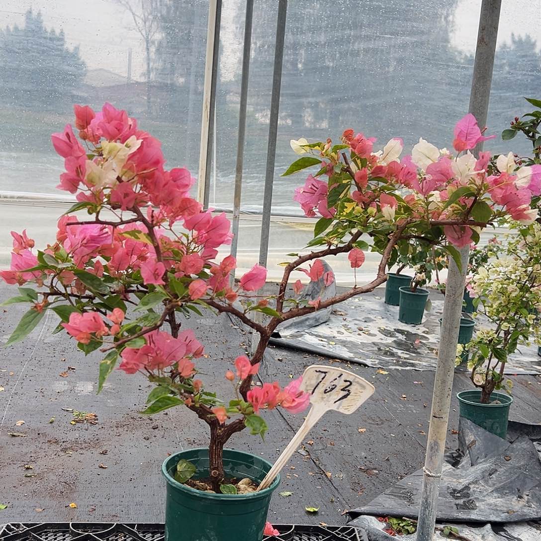 完全开放 橙白橙粉同株 原生小树头 763