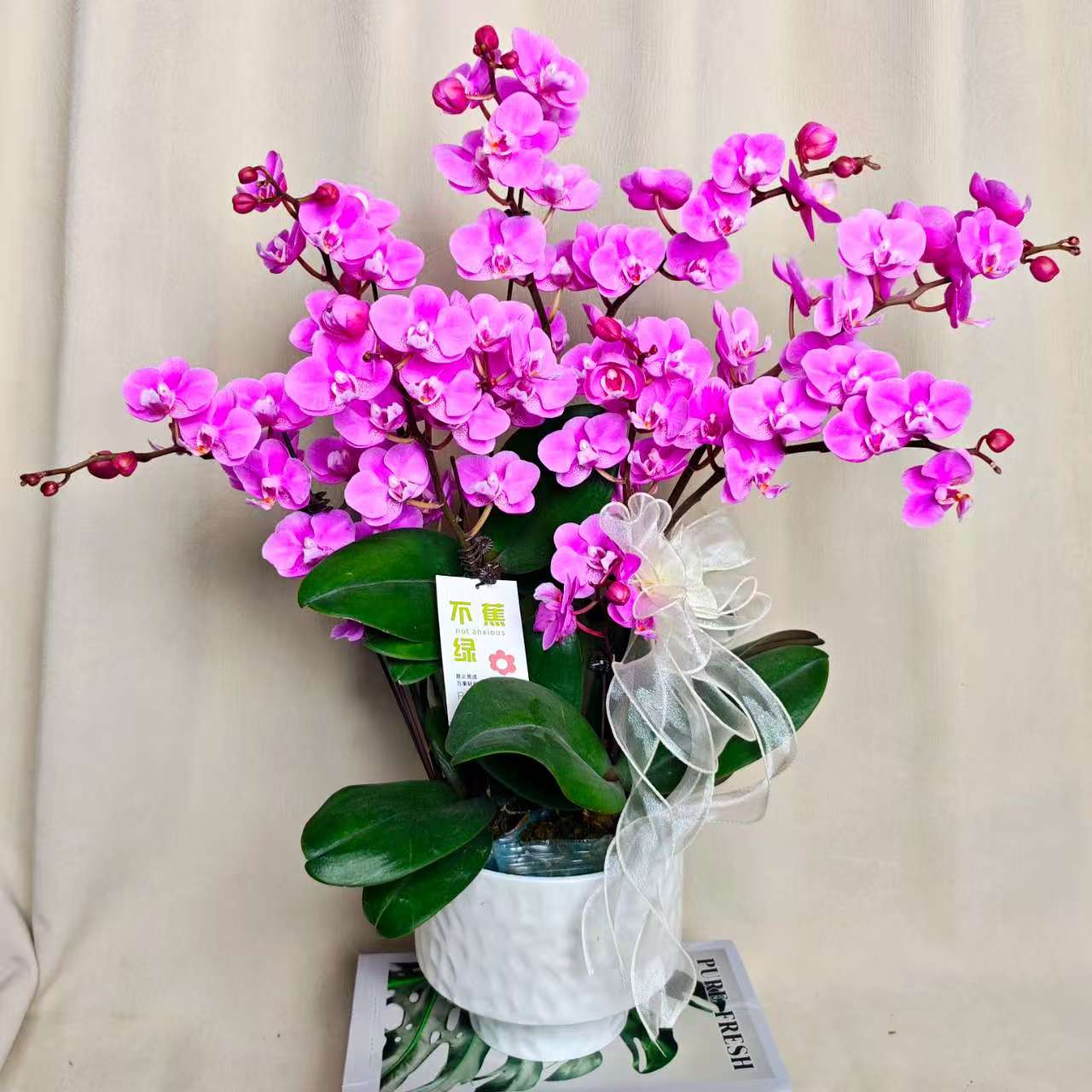 【小梅花】蝴蝶兰稀有变异紫色系高端室内花卉