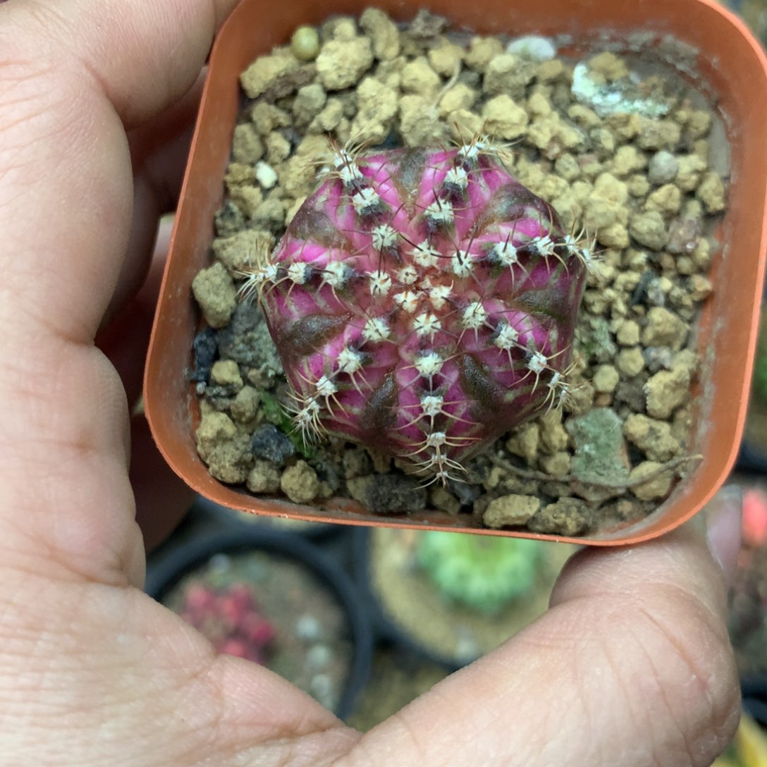 仙人球米哈粉海神