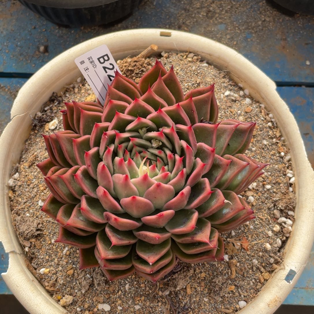 无花朵若如东云单拍B222