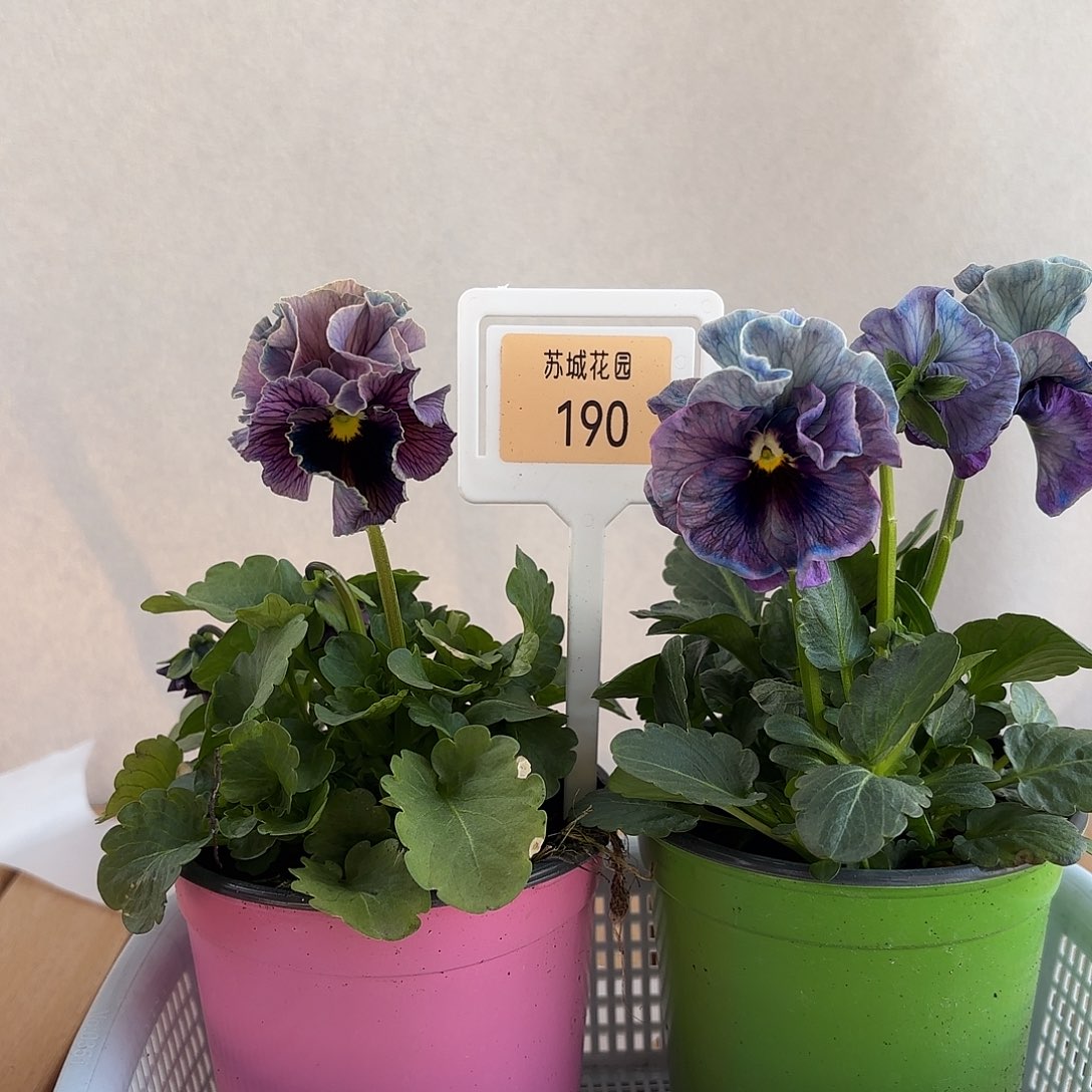 大部分开放少量花苞190