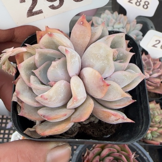 299非欧娜 一物一拍多肉