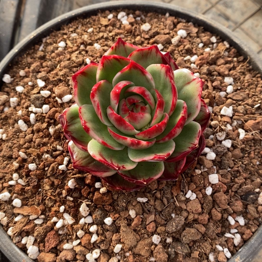 木***嘻            79。        