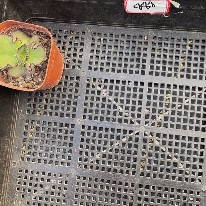 白***信888号筐带盆土发货