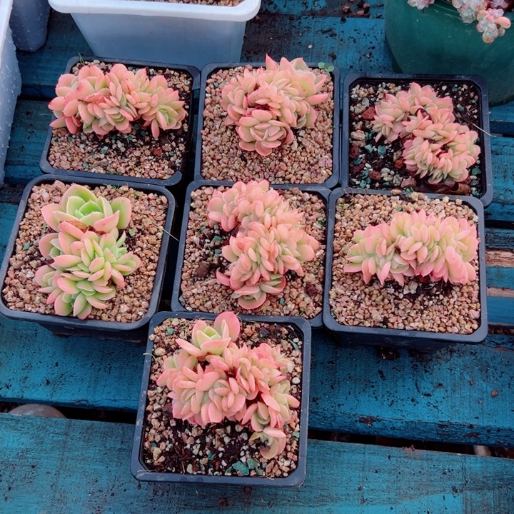 精品多肉植物老桩随机发一棵星娜缀