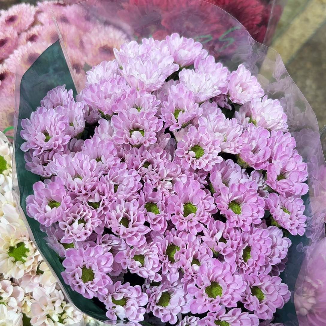 海南 花努力 少女粉