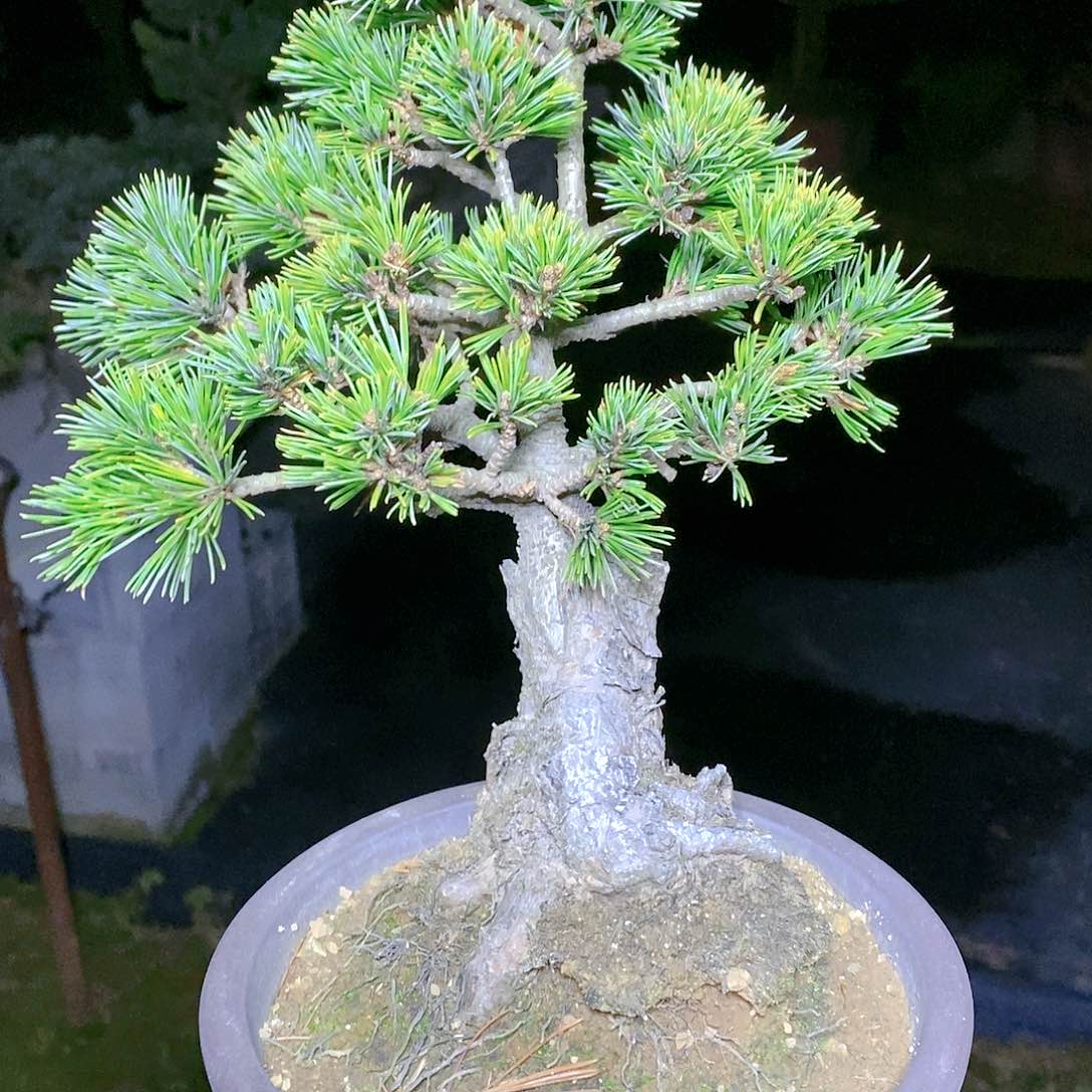 【闪购商品】无花朵