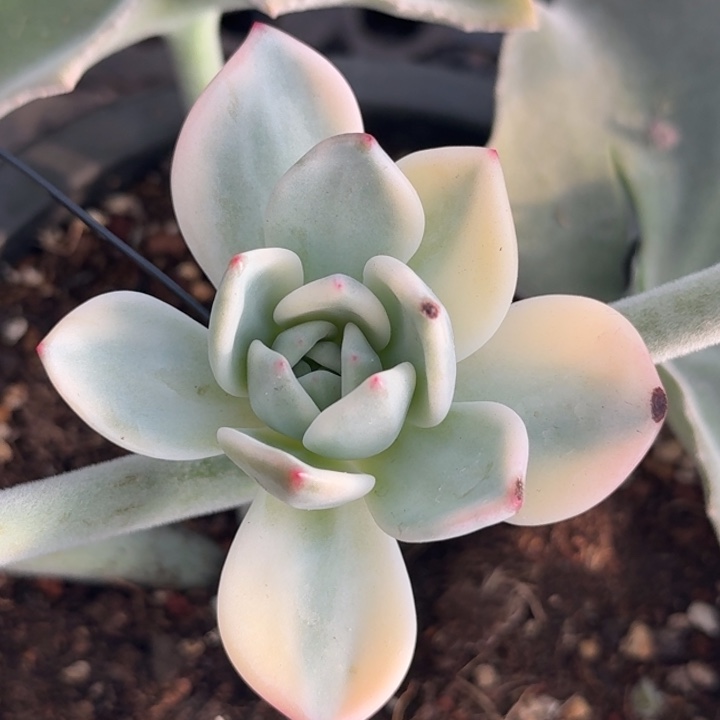 纯纯福利伊丽莎白锦模特