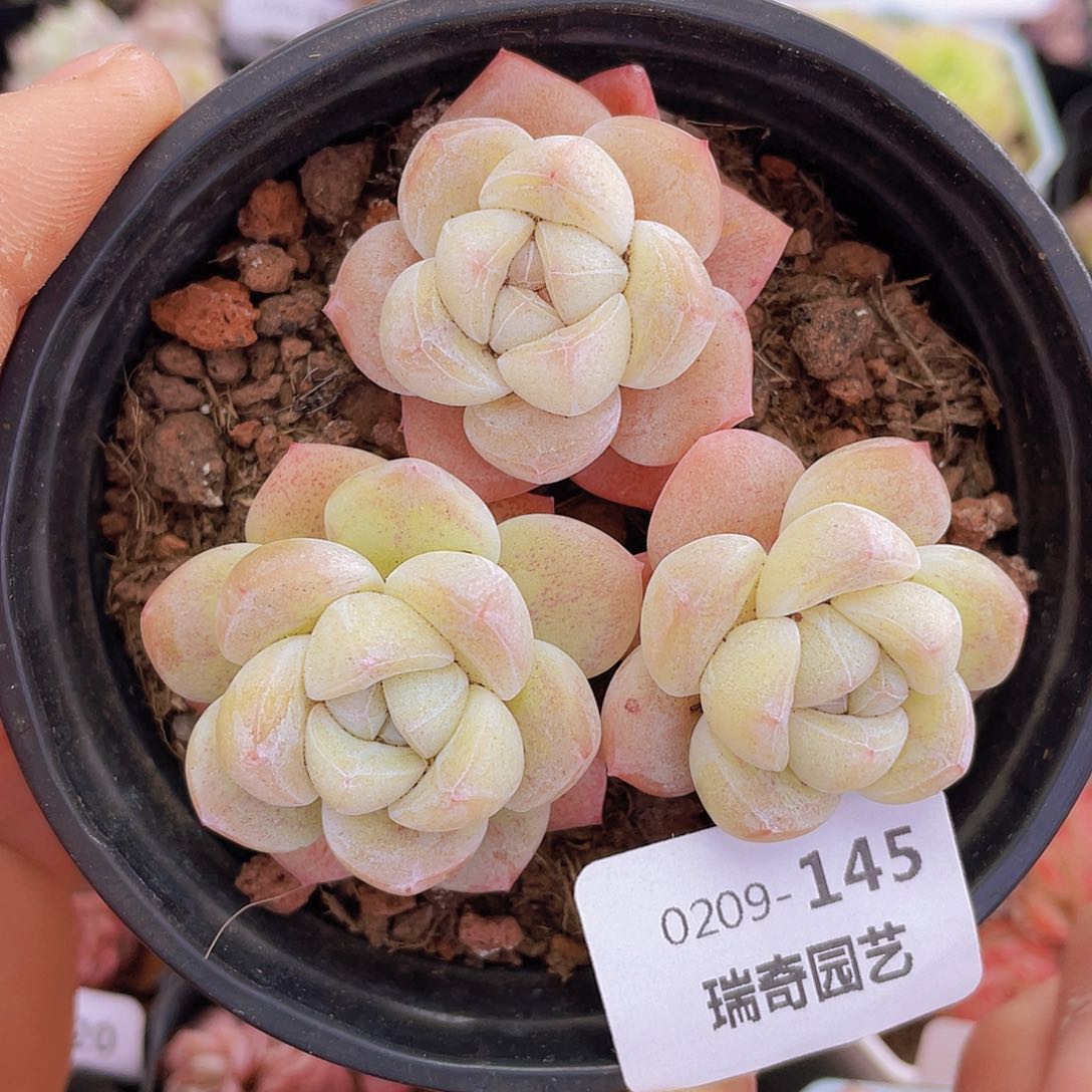 00000000000145量拍