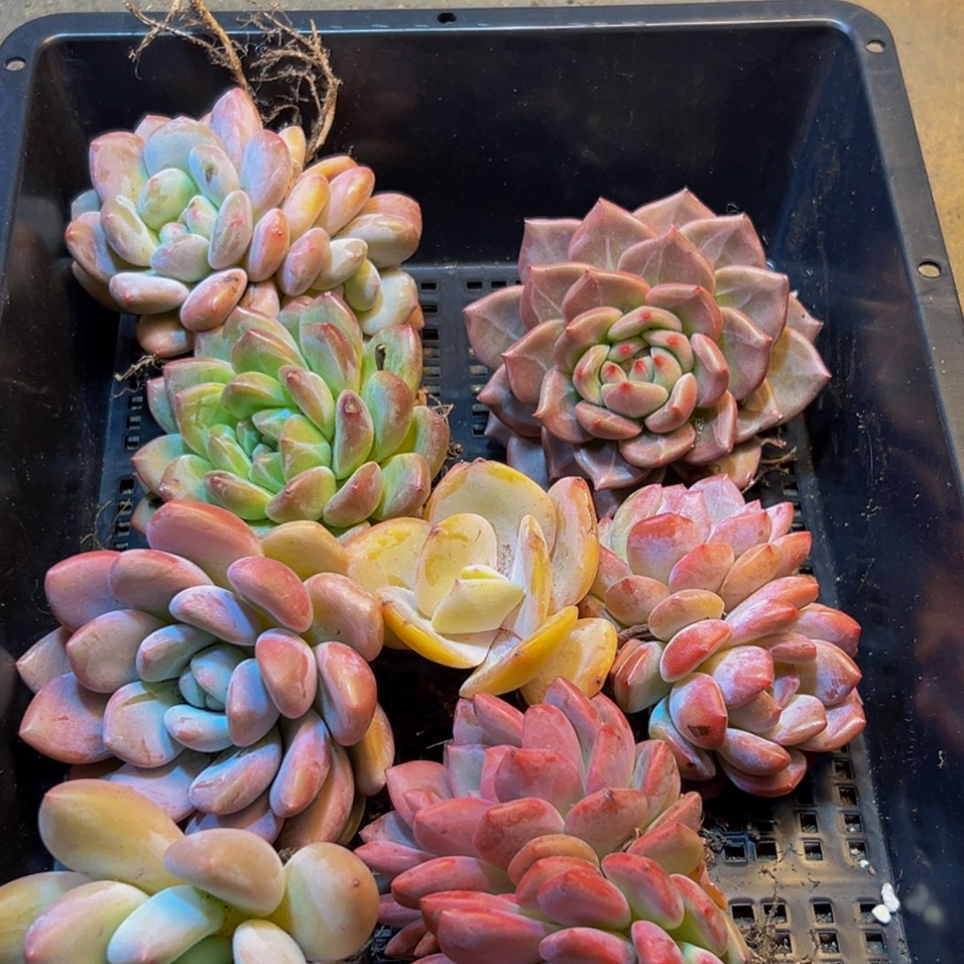 578多肉葡萄干和水果茶