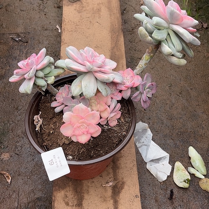 、***状紫乐锦，一物一拍。