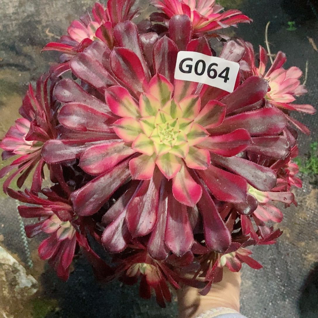 红陶064黑铜白5多肉