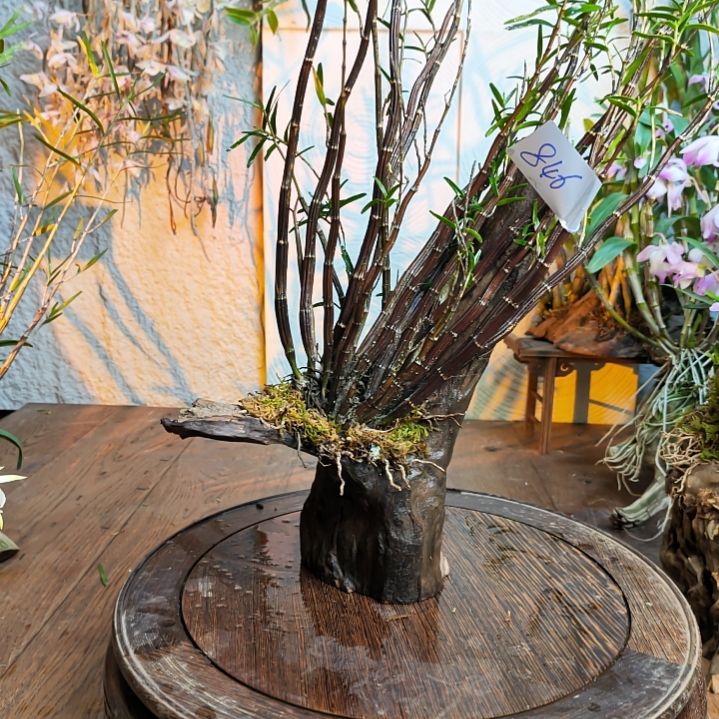 846姬竹叶花，花，花，花