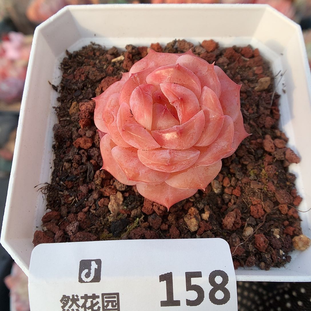 158冰魄多肉植物6666