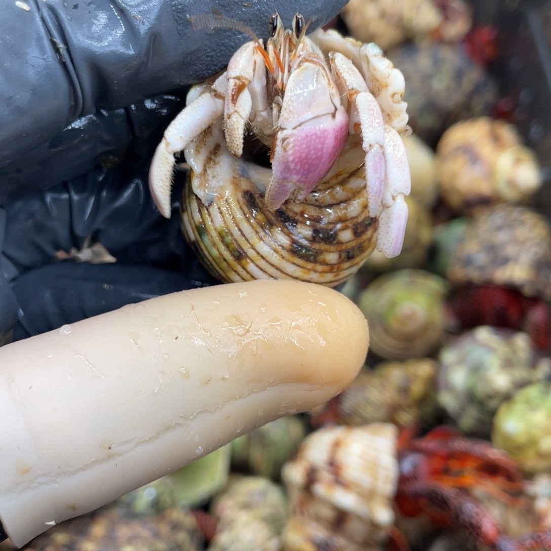 不退不换活体宠物77