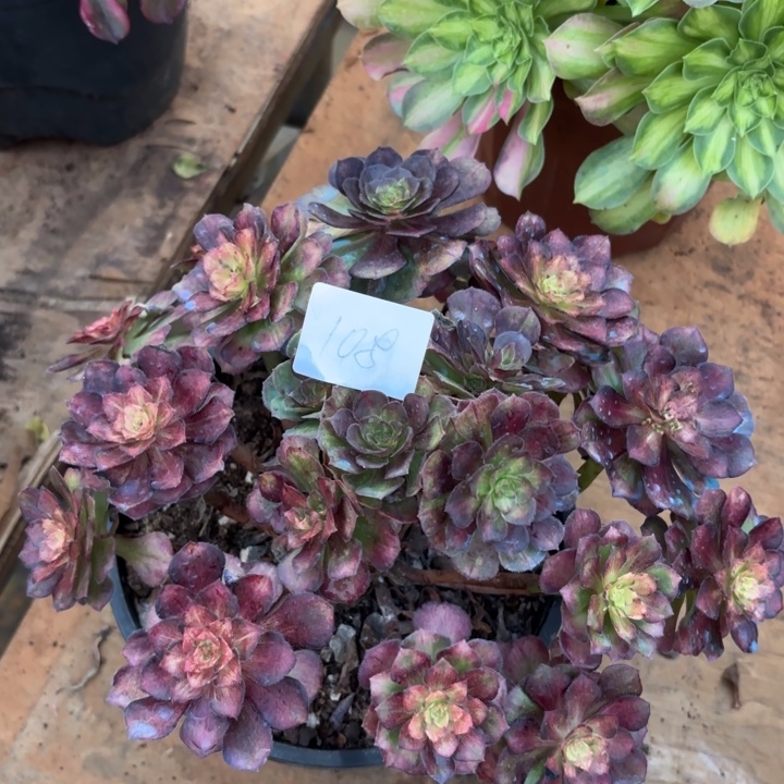 无花朵108特价海王七彩无售后