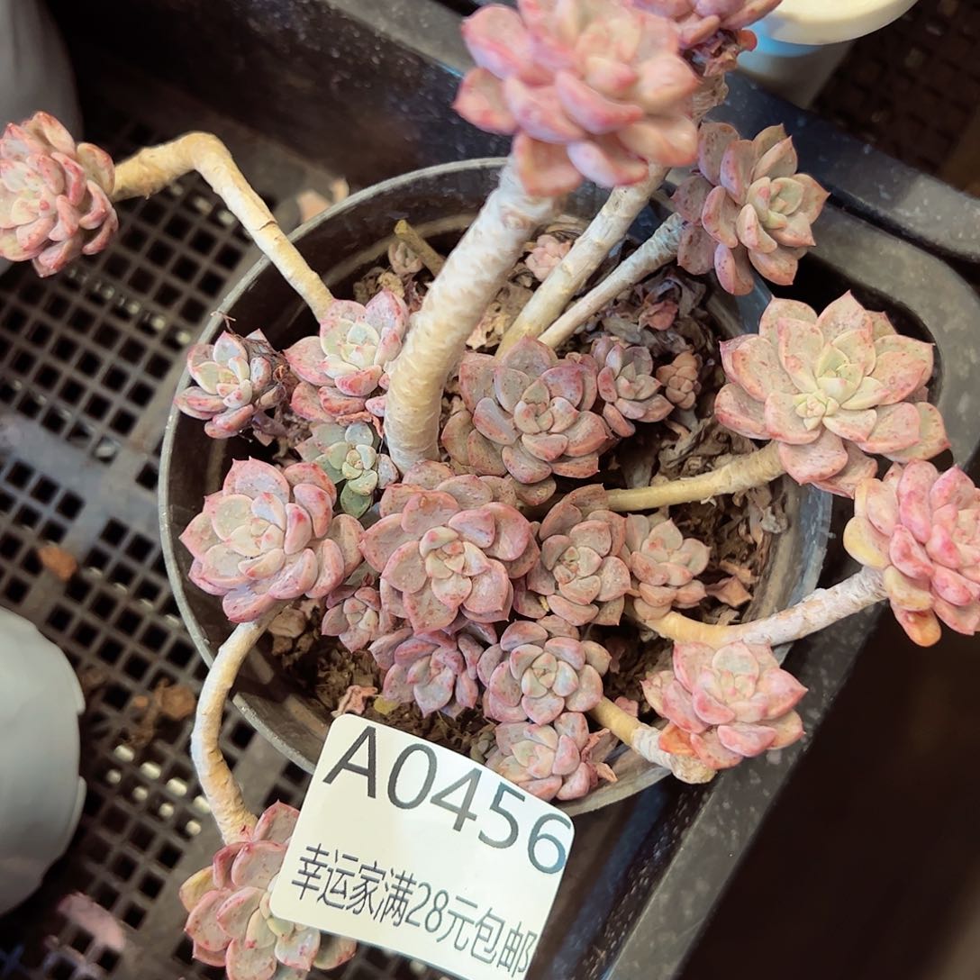 幸运的是我的朋友们都在这里