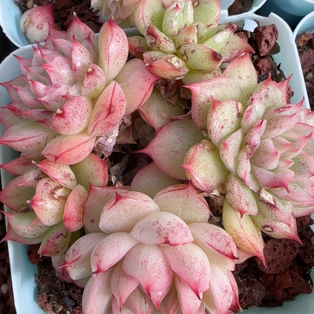 花语逸镜0130-570散