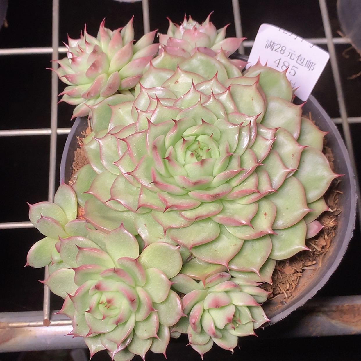 【闪购商品】云485号