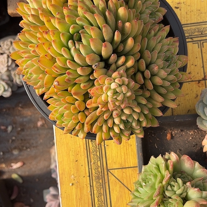 星计迷航多肉植物