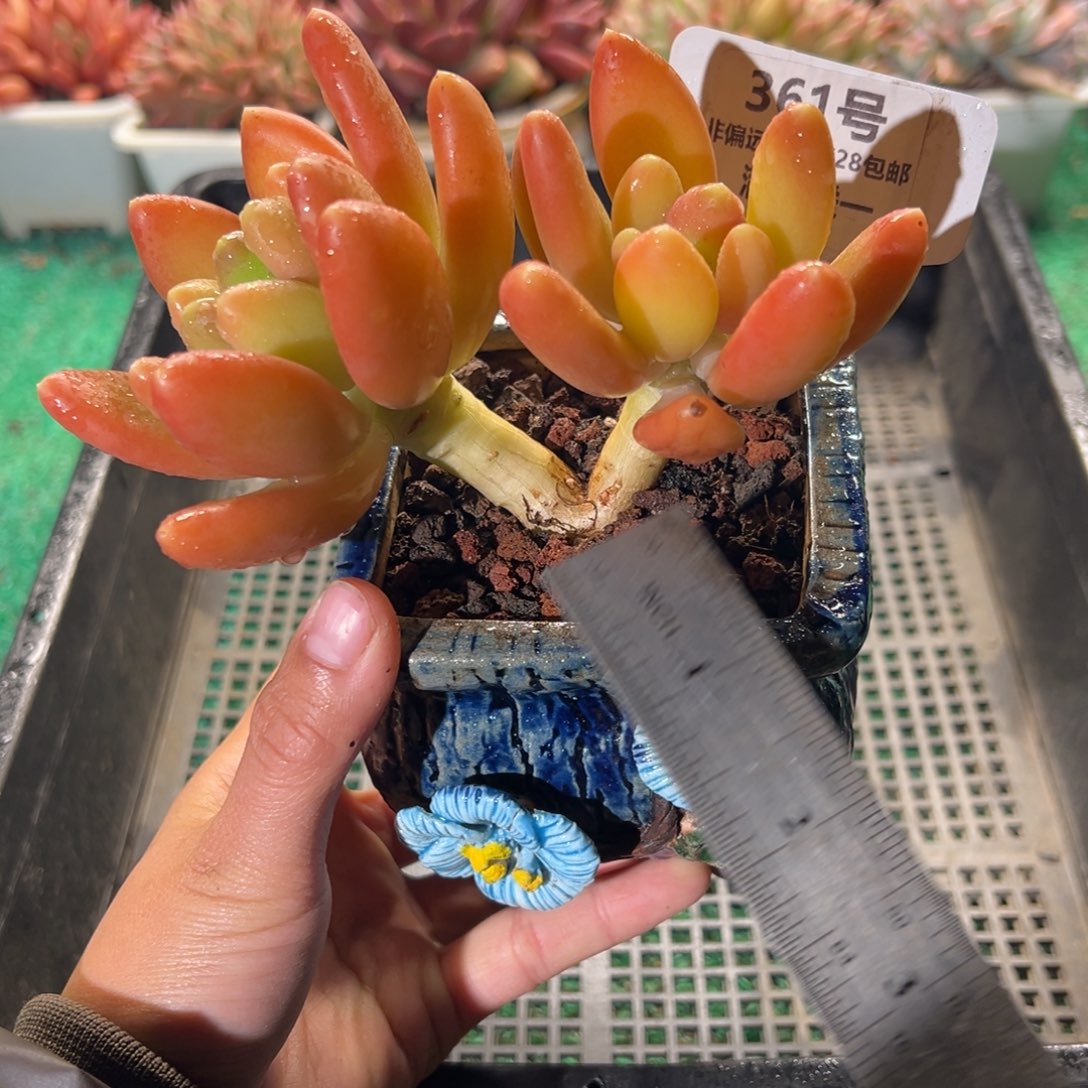 表妹精品多肉植物361.
