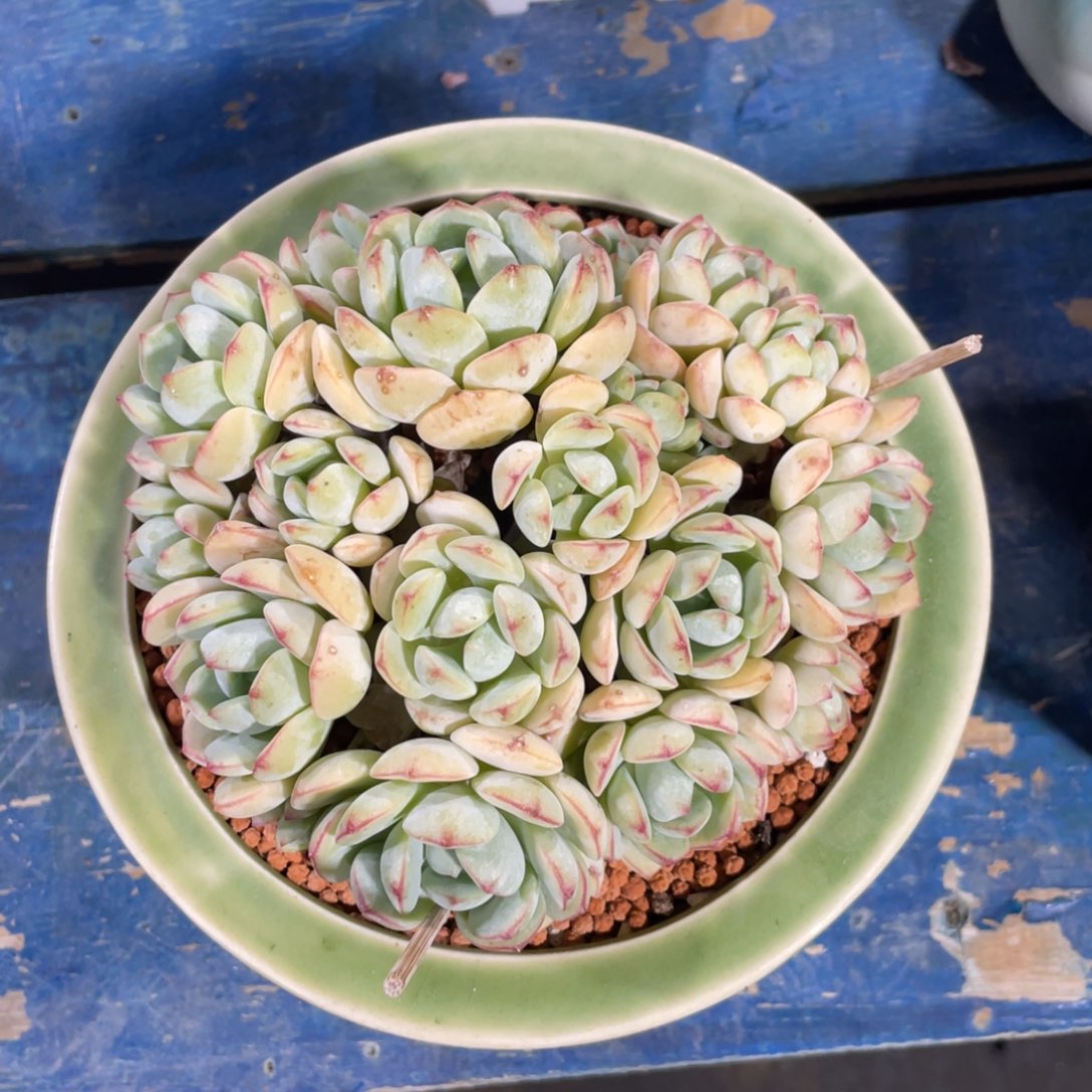 刘***涛一物一拍中通快递寄养