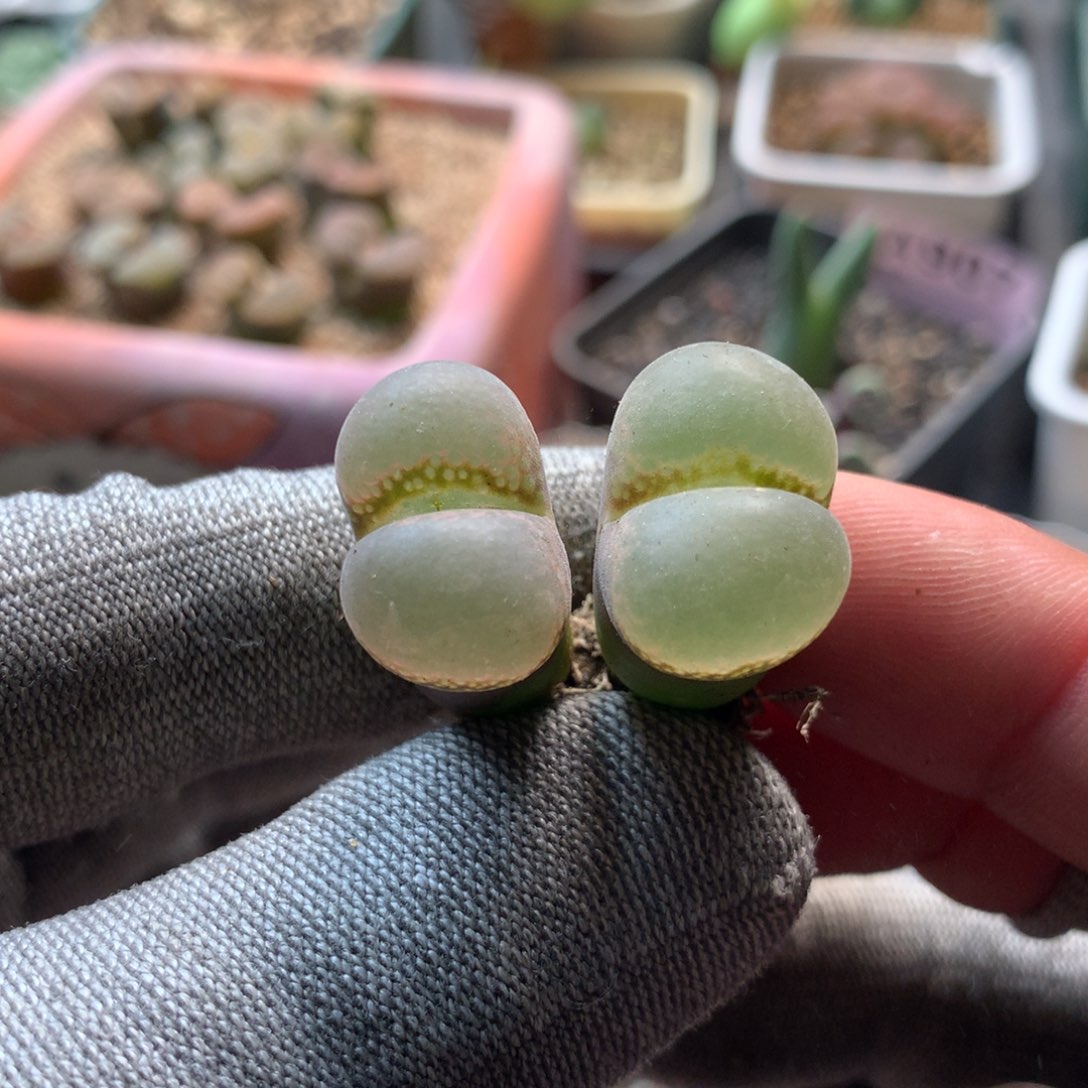 339风铃母本两颗