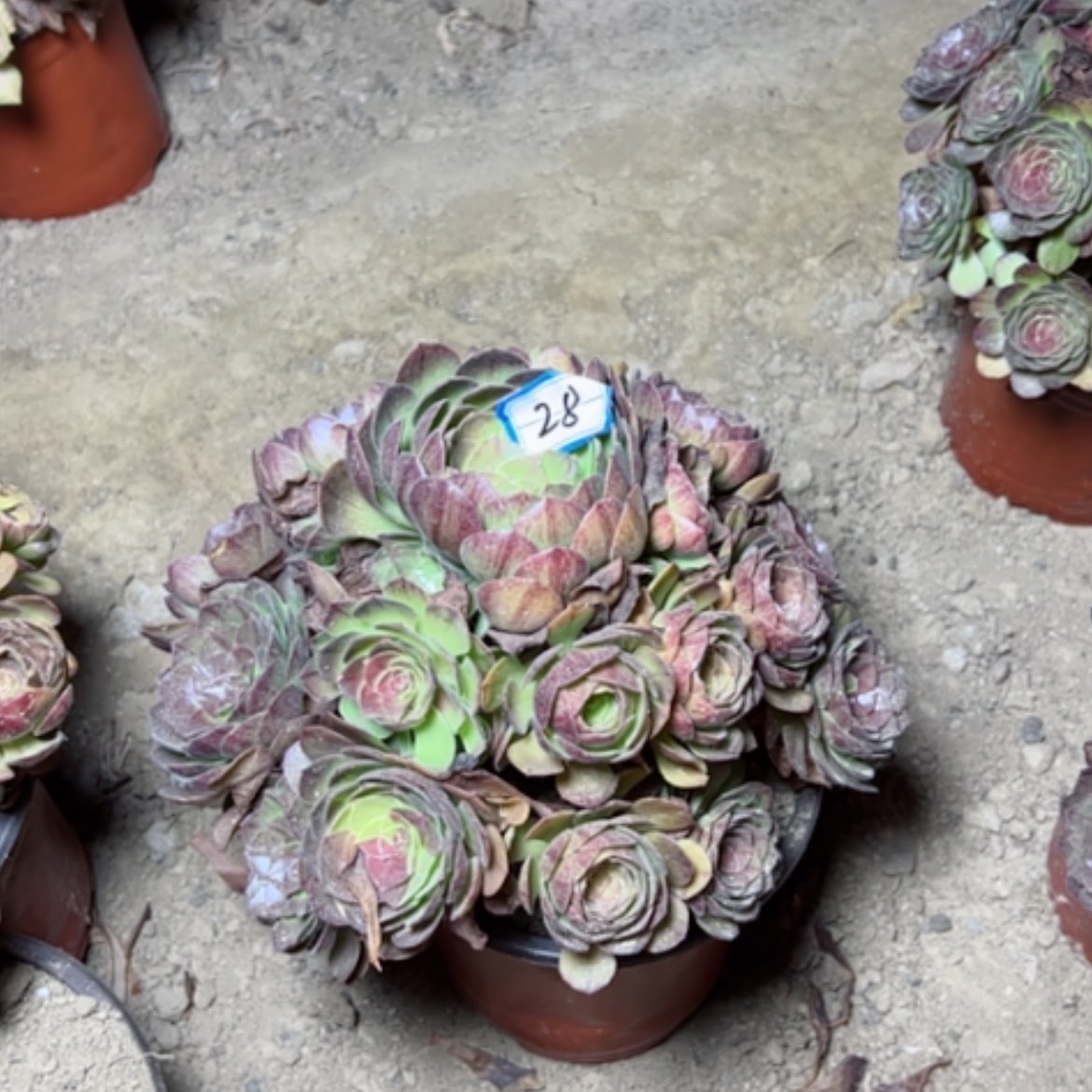 【闪购商品】多肉植物黑魔28