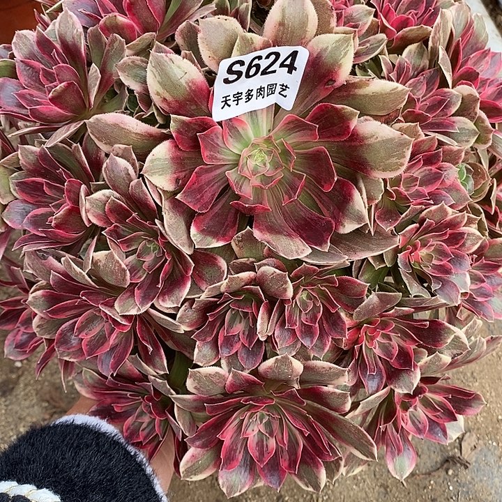 多肉植物幻莎624多肉