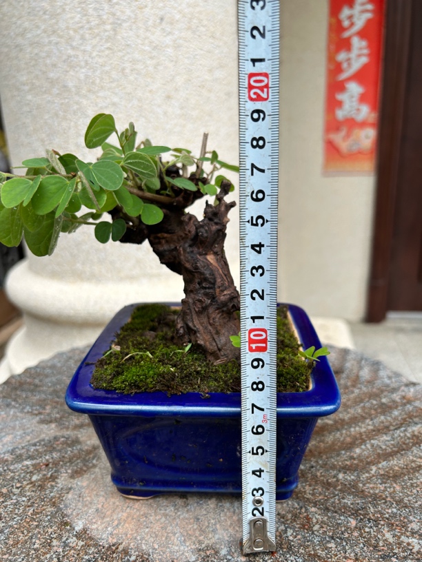 临水舍利金丝红木（羊蹄甲）老桩微型盆景室内客厅旺宅盆景附石