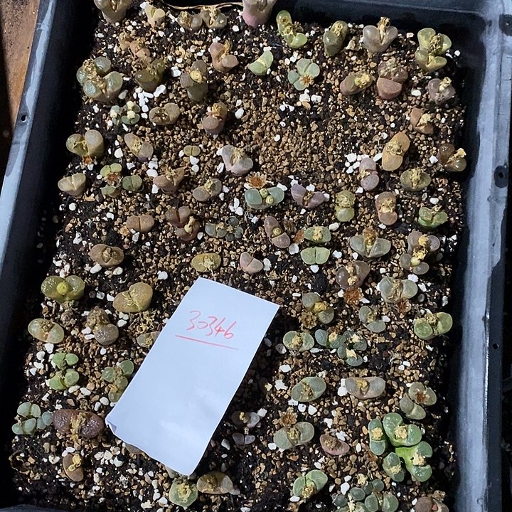 ****水30346。   一筐脱土发货。   