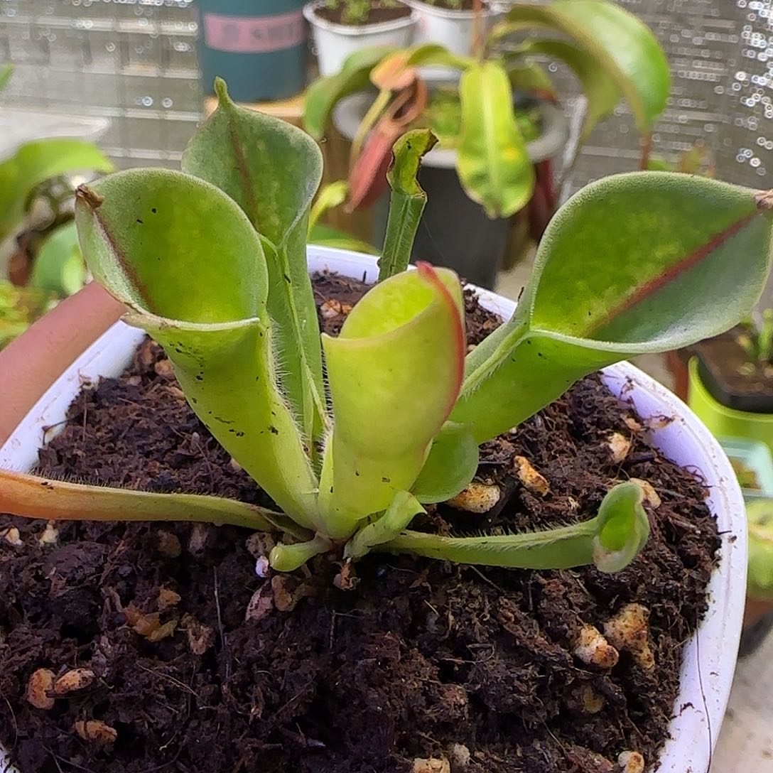 无花朵专拍小太阳