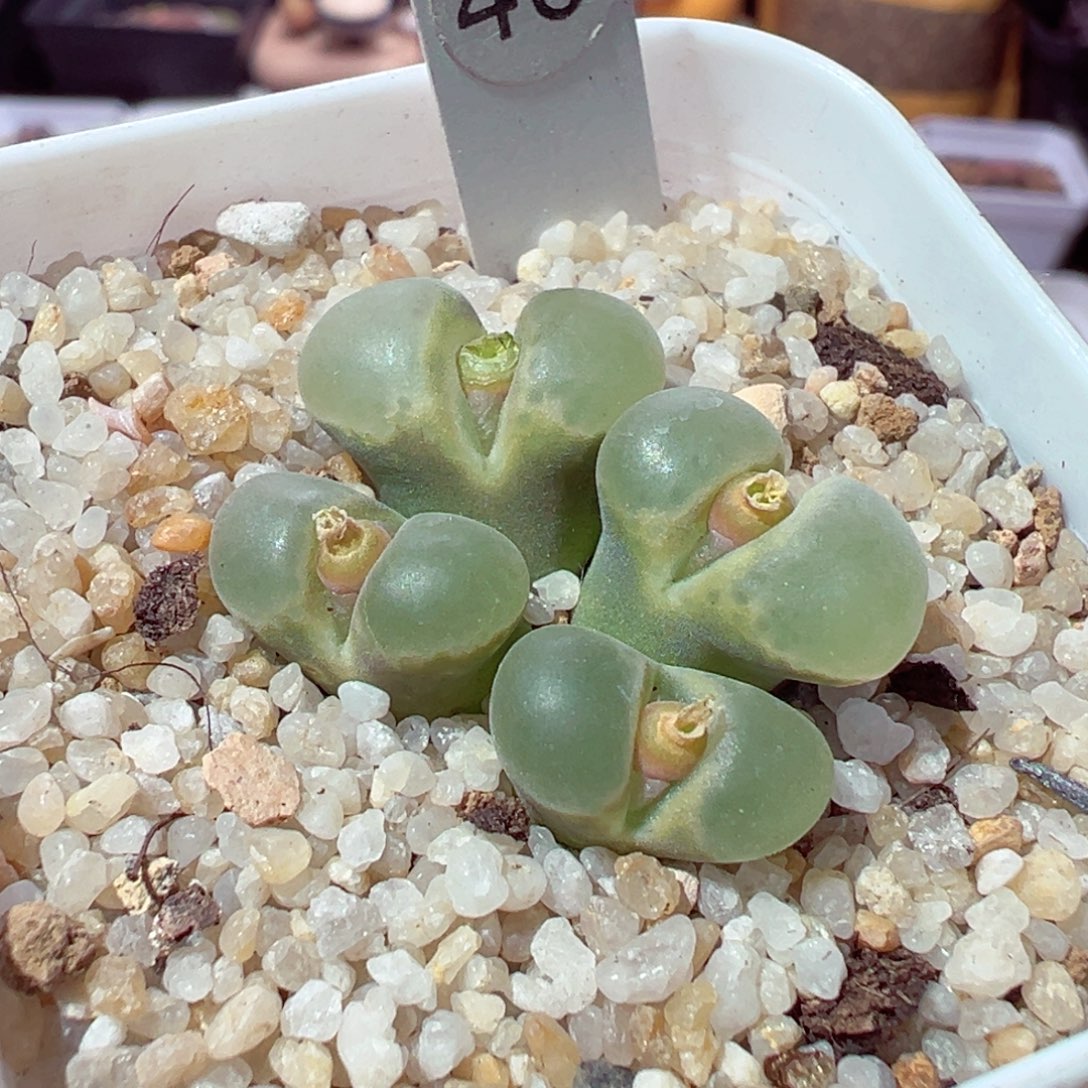 动***动1128-798多肉多肉