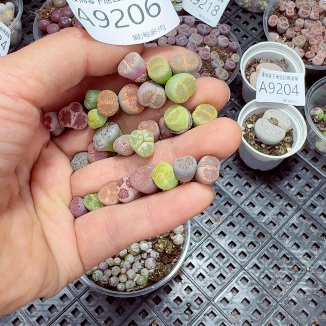 用***99206—–零下地区需拍保温箱