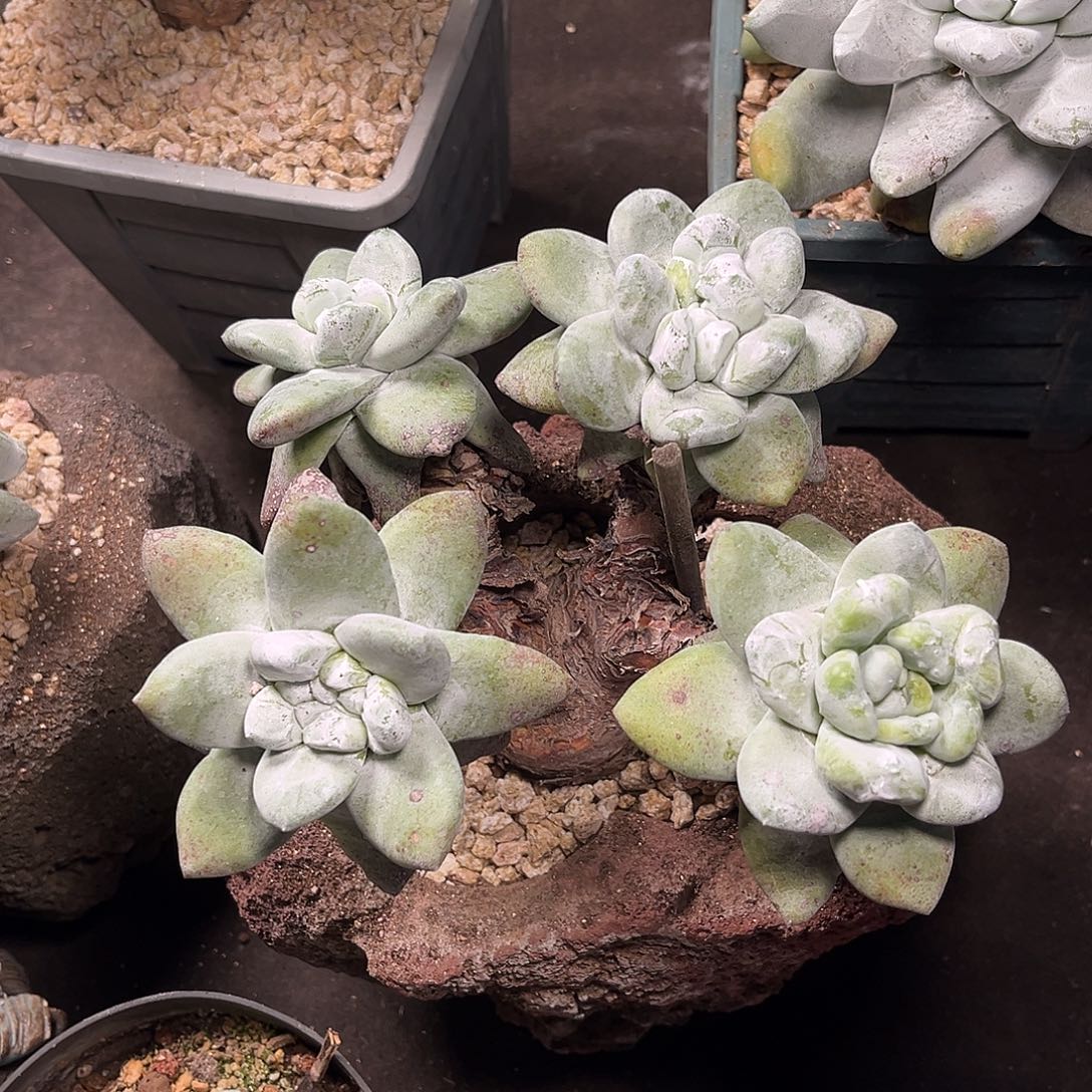 小鹿多肉一物一拍8113