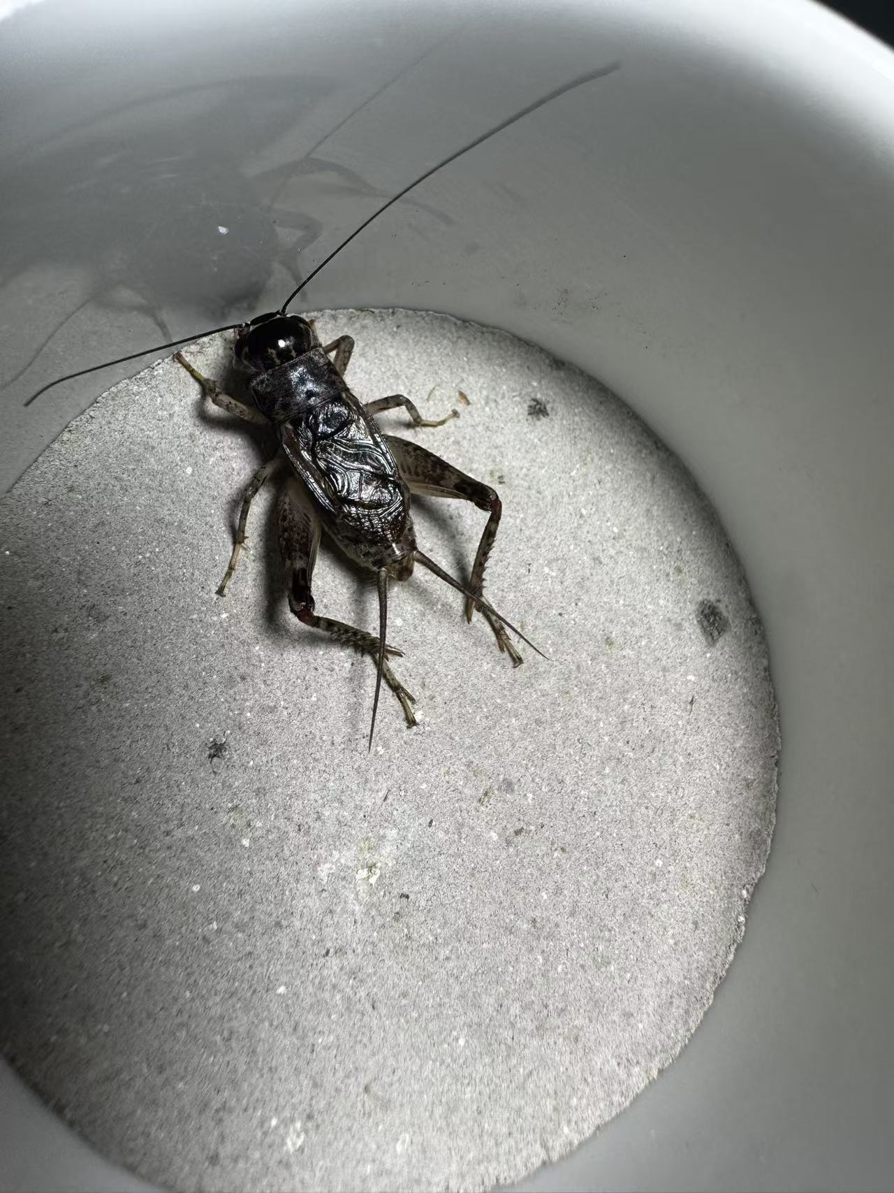 高级精品金鸣蟋蟀骨子硬牙硬；缸白