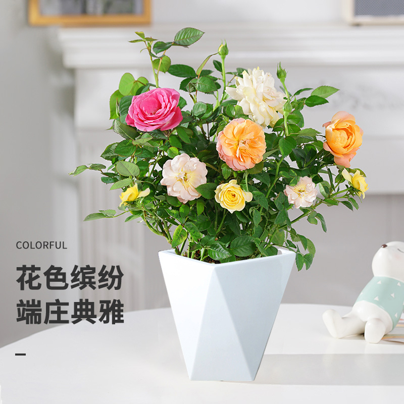 混色月季花苗盆栽四季开花阳台庭院花苗带花苞福利款