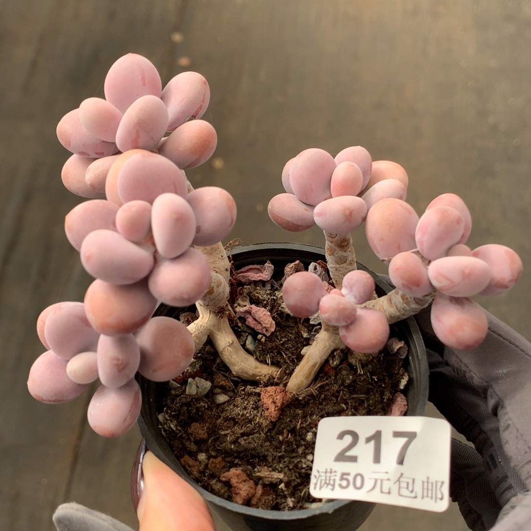 217。桃蛋老桩群9cm冠幅。