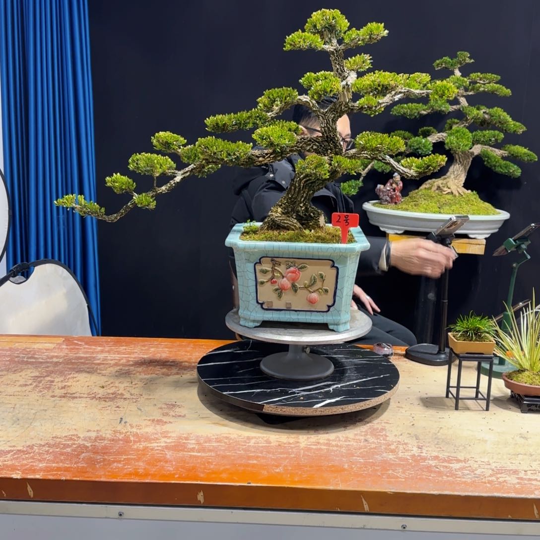 黄杨室内室外盆景艺术